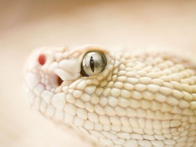 White Snake Face small.jpg