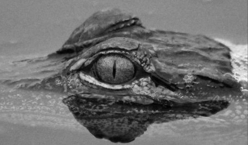 baby-aligator_eye_referenceBW.jpg
