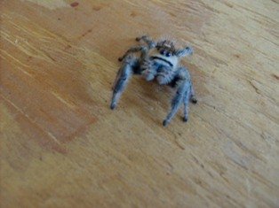 spider 3 006 (3).jpg