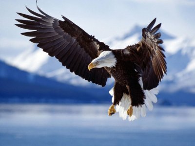 flying-eagle-desktop-wallpaper.jpg