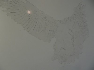 Eagle drawing.jpg
