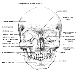 skull front.gif
