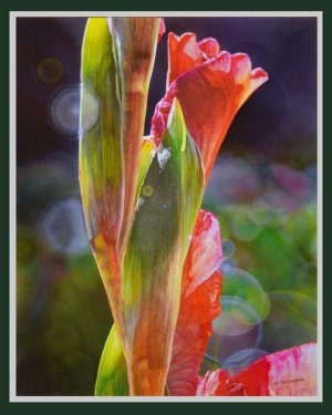 gladiola at dawn w-lens flare.jpg