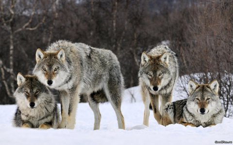 Wolves 1650x1080.jpg