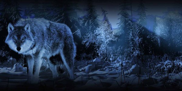 Volk hodi Ozadje 1600x800.jpg