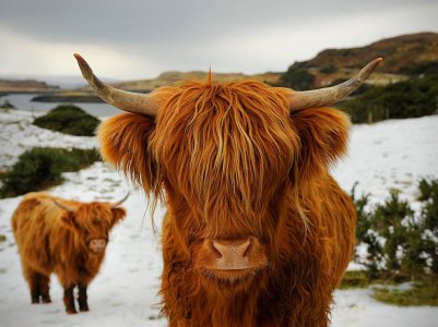 highland-cattle-scotland_35950_990x7421.jpg