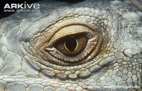 Female-green-iguana-eye-detail.jpg