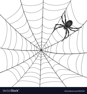 spider.jpeg