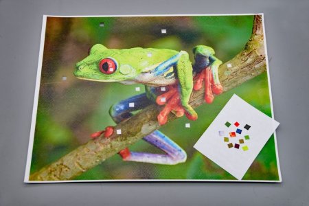 tree frog color match1.jpg