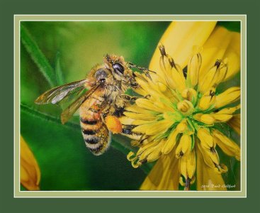 bee on iron weed1.jpg