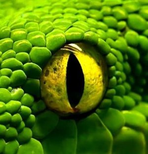 snake eye.JPG